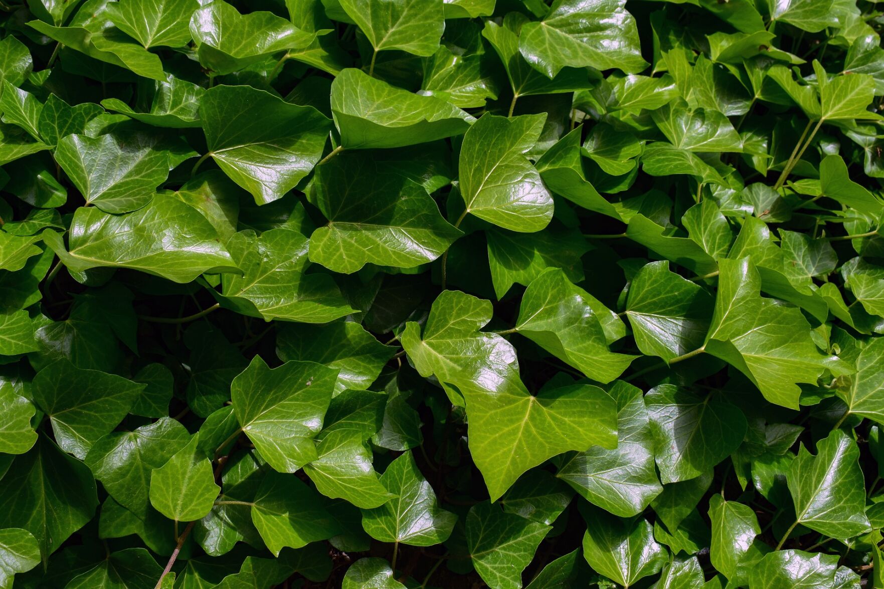 ivy